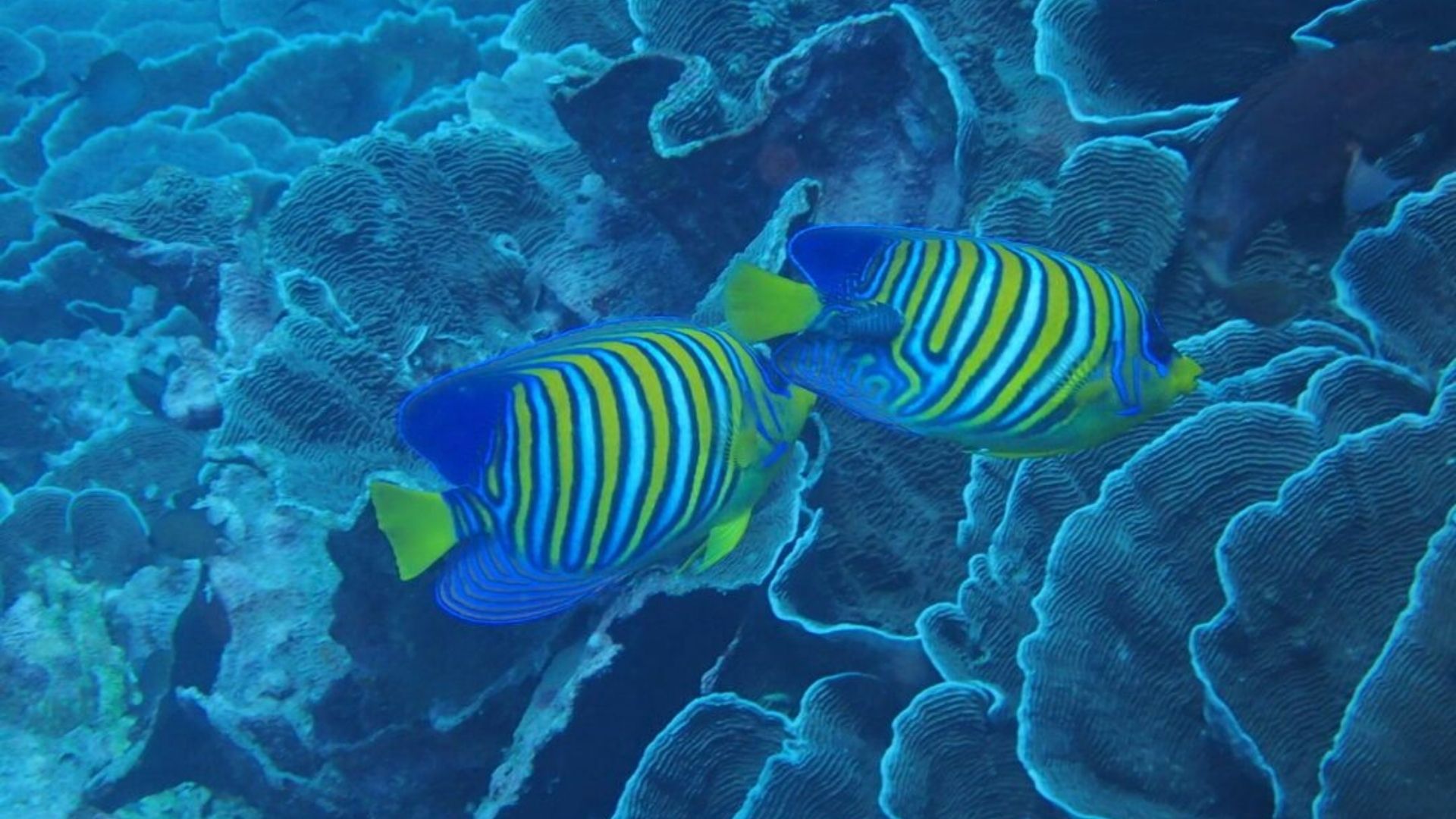 Poissons Zanzibar