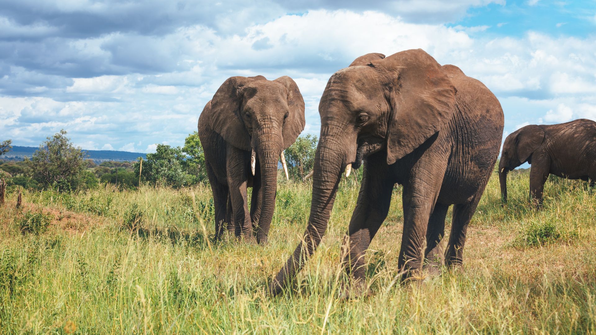 Elephants Tanzania