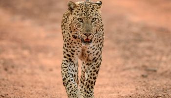 10-day Big Five & Zanzibar Safari