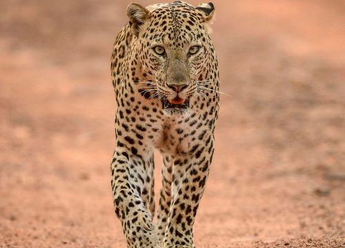 10-day Big Five & Zanzibar Safari