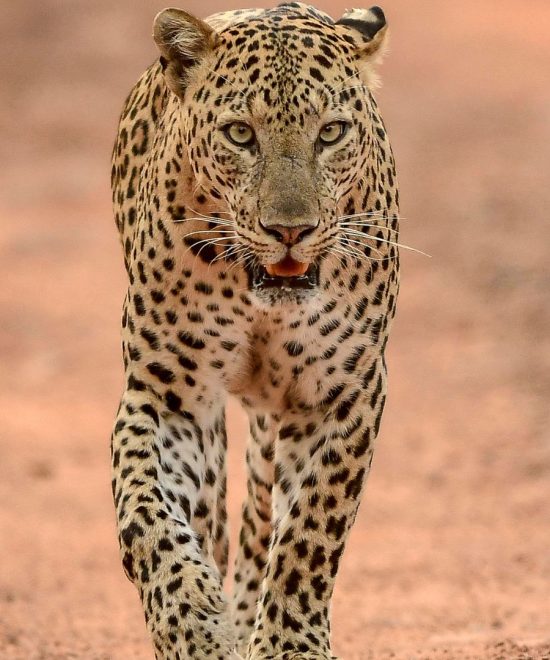 10-day Big Five & Zanzibar Safari
