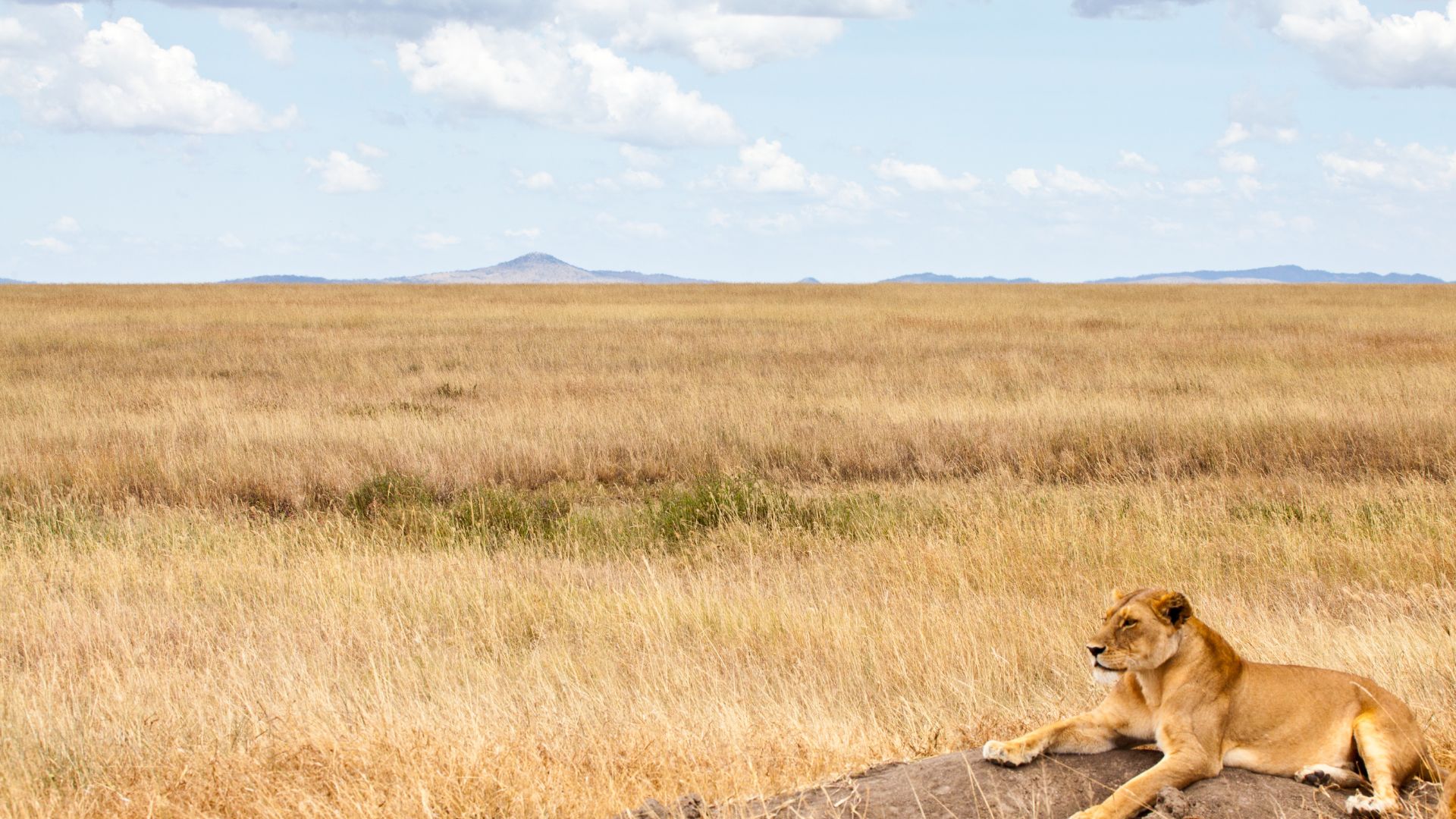 Lion Tanzania