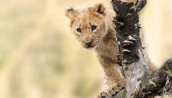 Spirit of Tanzania Private Safari