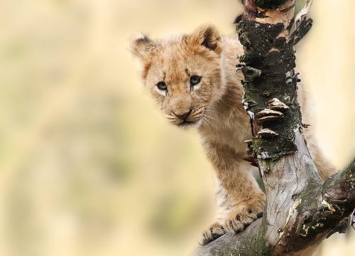 Spirit of Tanzania Private Safari