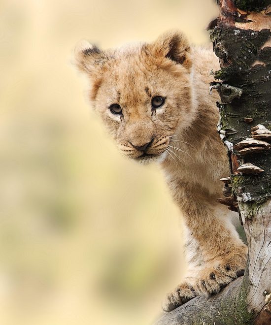 Spirit of Tanzania Private Safari