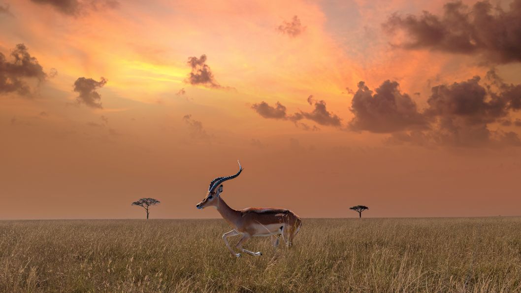 Antelopes in Serengeti National Park in Tanzania
