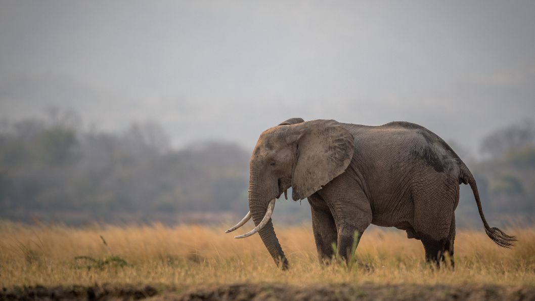 Elephant in Serengeti