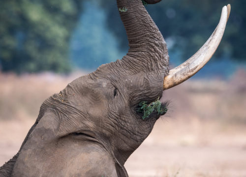 Private 15-day safari Northern Parks and Zanzibar