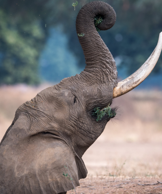 Private 15-day safari Northern Parks and Zanzibar