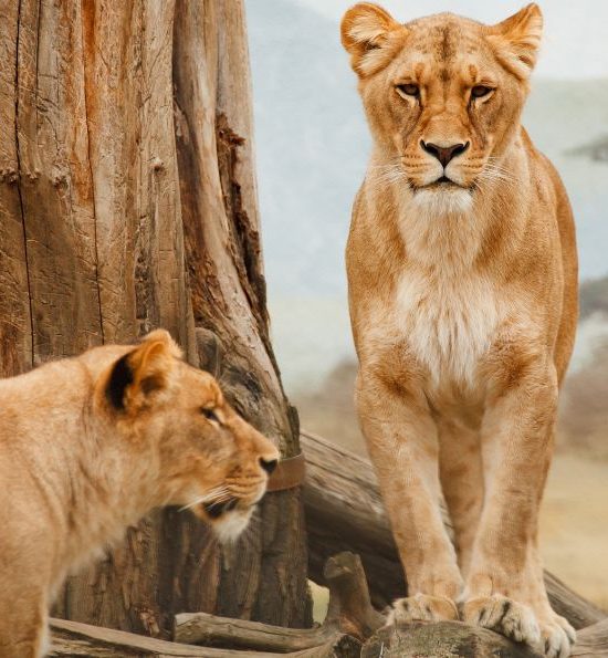 Lionnes Serengeti