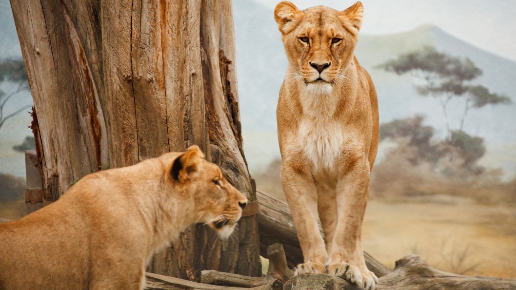 Lionesses in Serengeti National Park