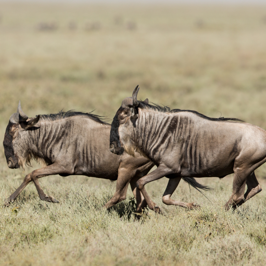 Migration at Ndutu