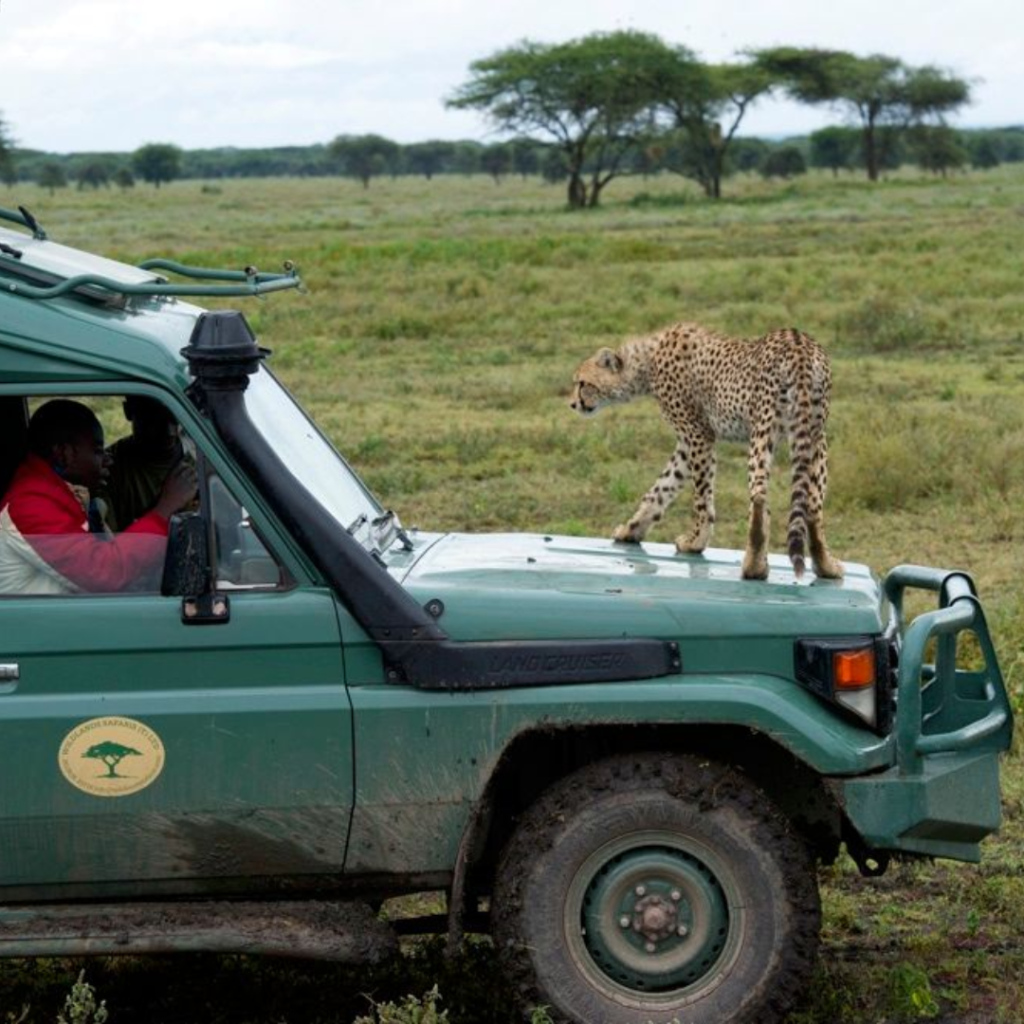 Safari in Tanzania