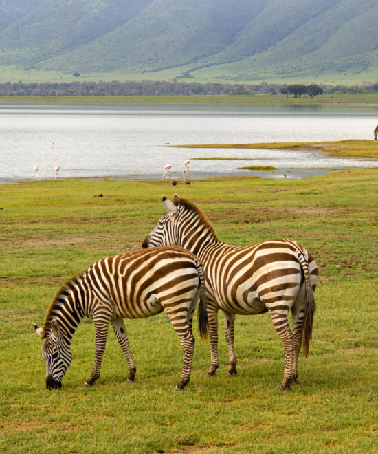 Zebres du cratere du Ngorongoro