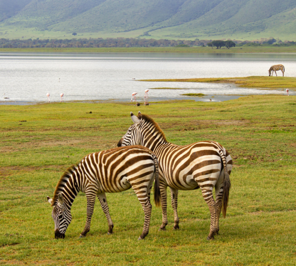Zebras of Ngorongoro Crater