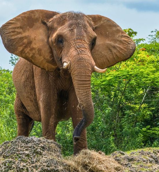 Big five elephant