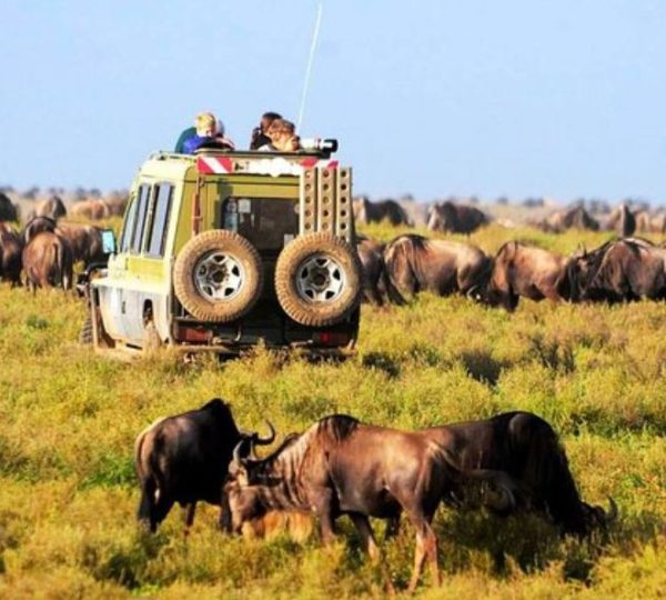 Manyara Park buffalo