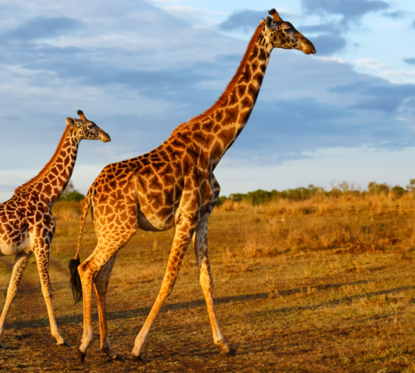 Girafe Saadani