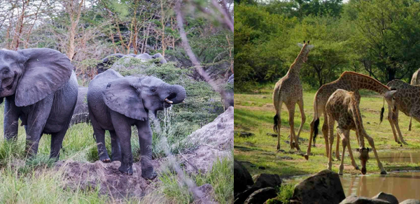 Animaux saadani